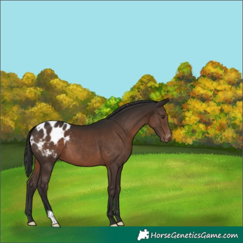 Horse Color:Liver Chestnut Appaloosa