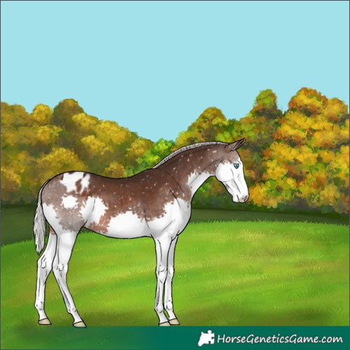 Horse Color:Silver Brown Splash Appaloosa 