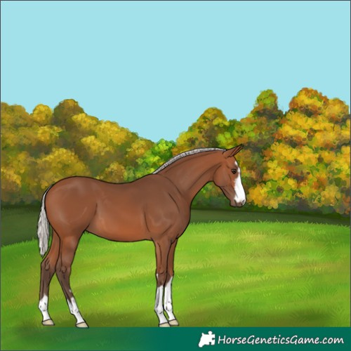 Horse Color:Silver Brown 