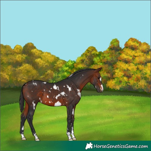 Horse Color:White Spotted Bay 