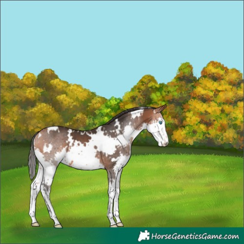 Horse Color:White Spotted Bay Splash 