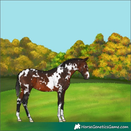 Horse Color:Gray White Spotted Bay 