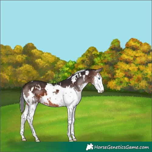 Horse Color:White Spotted Brown Splash 