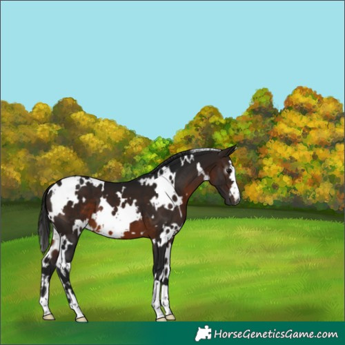 Horse Color:Gray White Spotted Bay 