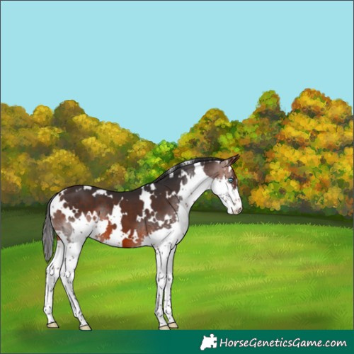 Horse Color:White Spotted Brown Splash 