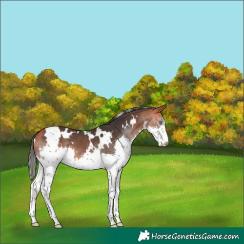 Horse Color:White Spotted Bay Splash 