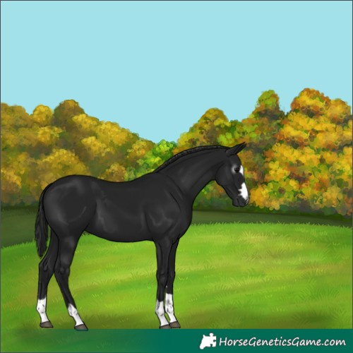 Horse Color:Gray Black 