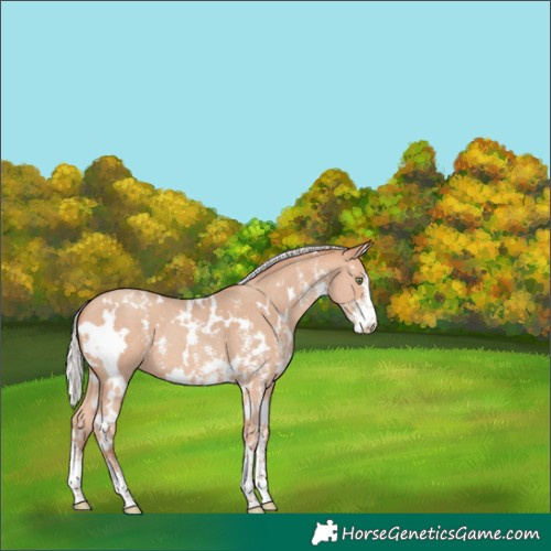 Horse Color:White Spotted Silver Amber Champagne Sabino Appaloosa 