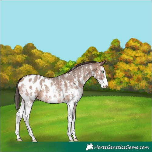 Horse Color:Sable Champagne Sabino Appaloosa 