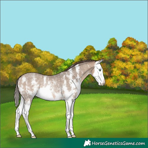 Horse Color:Sable Champagne Sabino Splash Appaloosa Rabicano 