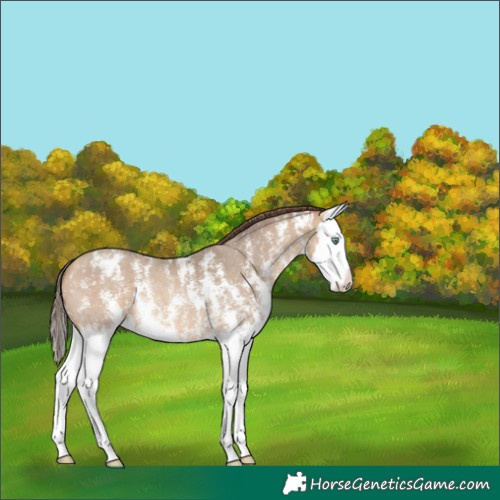 Horse Color:Amber Champagne Sabino Splash Appaloosa 