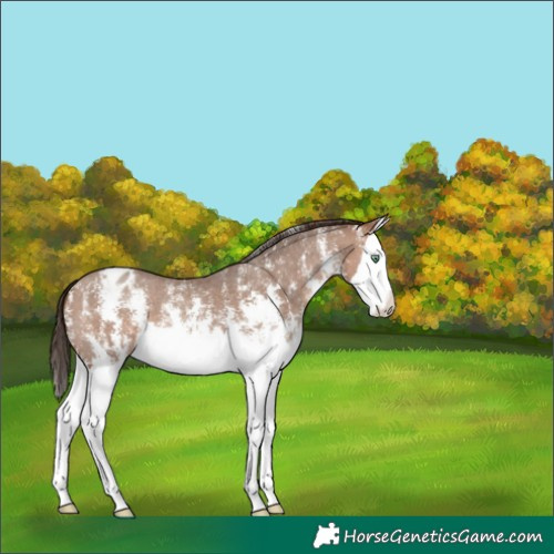 Horse Color:Sable Champagne Sabino Splash Appaloosa 