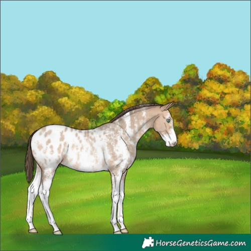 Horse Color:Amber Champagne Sabino Appaloosa Rabicano 