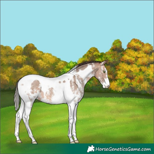 Horse Color:Amber Champagne Sabino Tobiano Appaloosa 