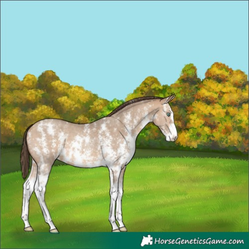 Horse Color:Amber Champagne Sabino Appaloosa 