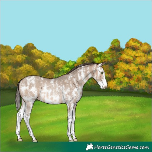 Horse Color:Sable Champagne Sabino Appaloosa Rabicano