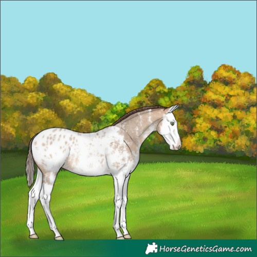 Horse Color:Amber Champagne Sabino Splash Appaloosa Rabicano