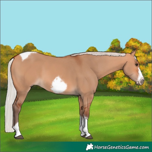 Horse Color:Silver Bay Dun Sabino Tobiano Frame Rabicano 