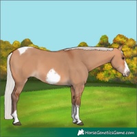 Horse Color:Silver Bay Dun Sabino Tobiano Frame Rabicano 