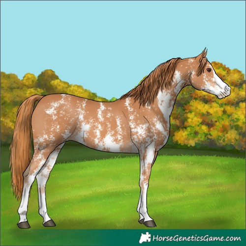 Horse Color:Chestnut Sabino 