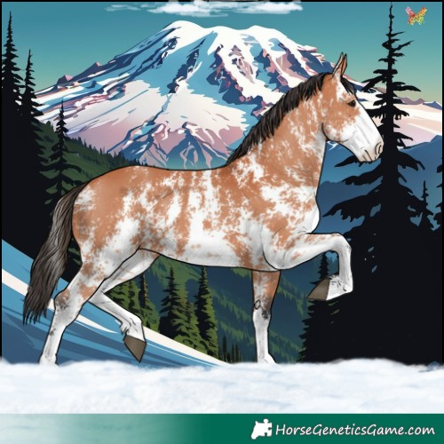 Horse Color:Bay Sabino 