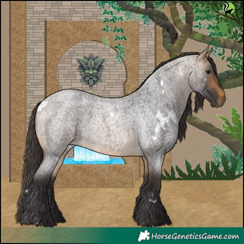Horse Color:White Spotted Buckskin Roan