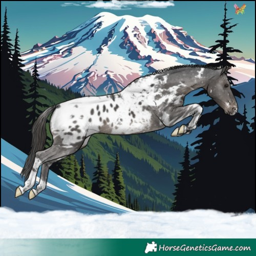 Horse Color:White Spotted Black Tobiano Appaloosa  and White Spotted Black Tobiano Appaloosa 