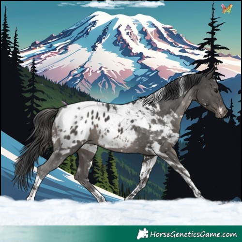 Horse Color:White Spotted Black Tobiano Appaloosa and White Spotted Black Tobiano Appaloosa
