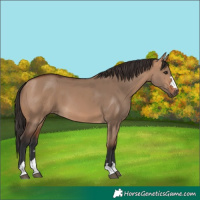 Horse Color:Bay Dun