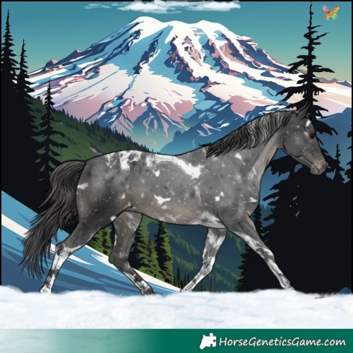 Horse Color:White Spotted Black Tobiano Appaloosa 