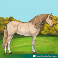 Horse Color:White Spotted Red Dun Rabicano  and White Spotted Red Dun Rabicano 