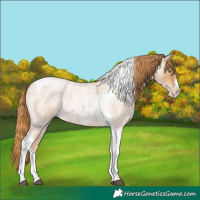 Horse Color:Red Roan Pearl Tobiano Frame 