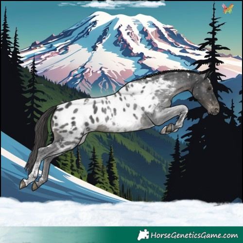 Horse Color:White Spotted Black Tobiano Blanket