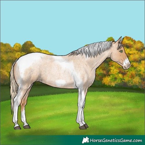 Horse Color:Red Roan Pearl Tobiano Frame 