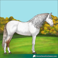 Horse Color:Gray Red Roan Pearl Tobiano Frame
