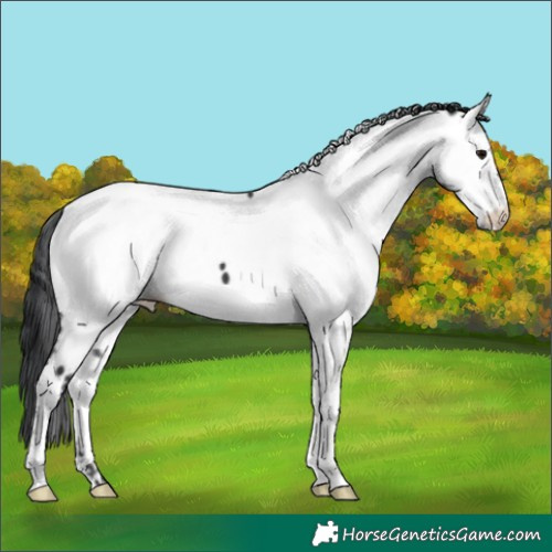 Horse Color:Black Appaloosa