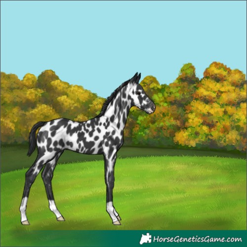 Horse Color:Black Appaloosa 