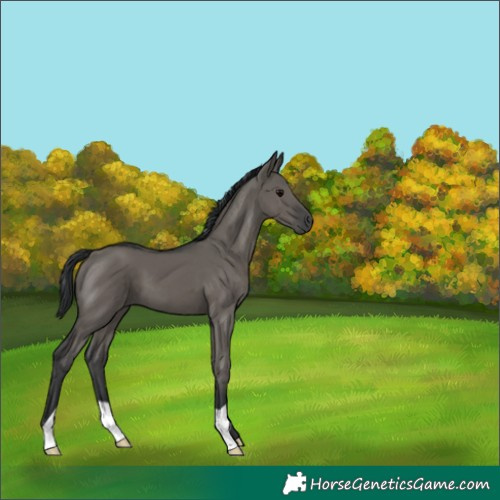 Horse Color:Grullo