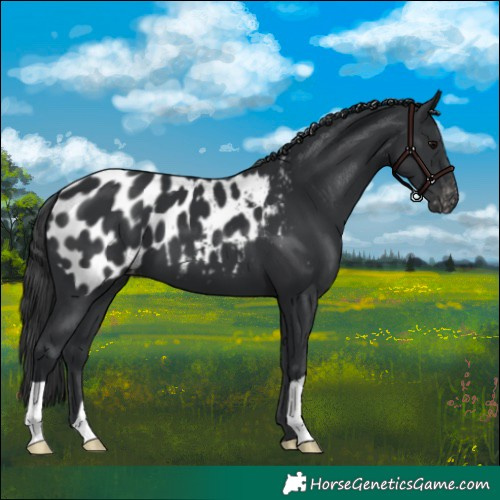 Horse Color:Black Appaloosa 