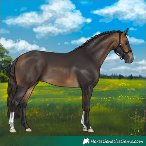 Horse Color:Buckskin 