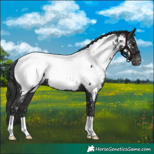 Horse Color:Black Appaloosa 