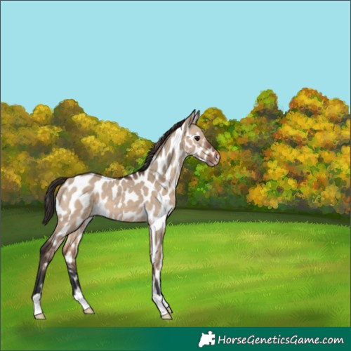 Horse Color:Brown Dun Appaloosa 