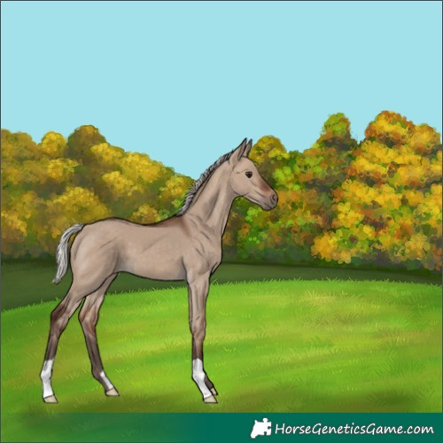 Horse Color:Silver Brown Dun 