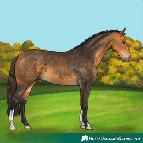 Horse Color:Buckskin 