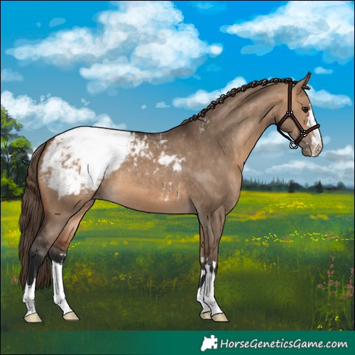 Horse Color:Bay Dun Appaloosa 