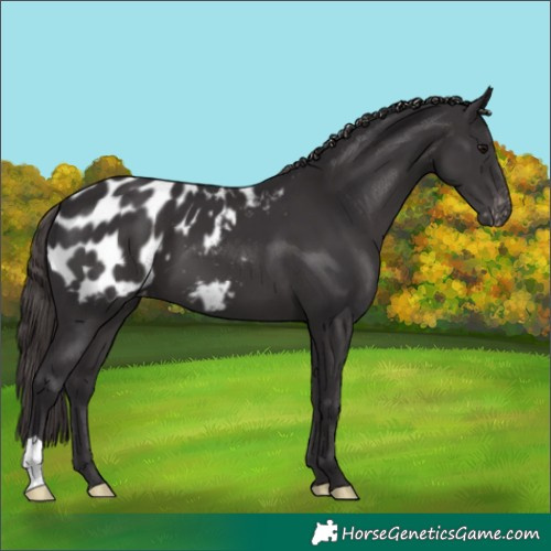 Horse Color:Smoky Black Blanket