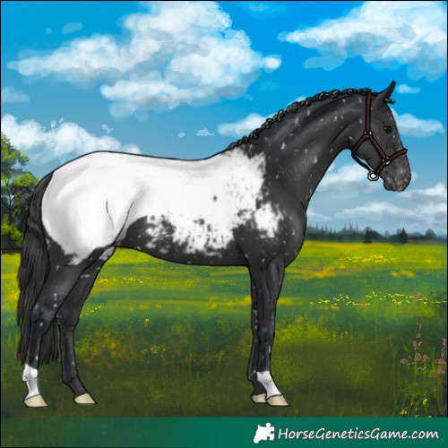 Horse Color:Black Appaloosa 