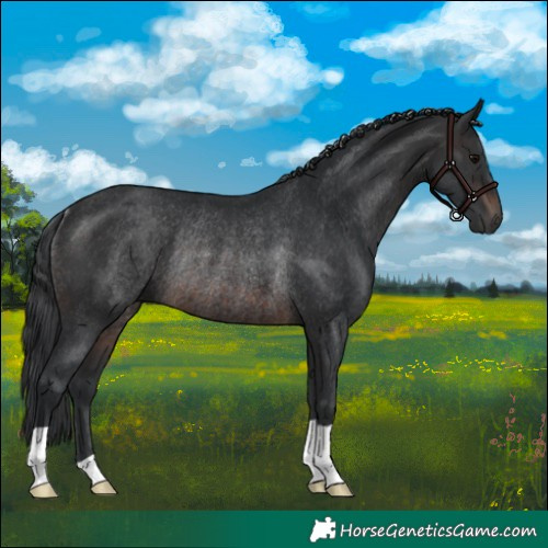 Horse Color:Brown Rabicano 