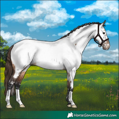 Horse Color:Brown Dun Near Fewspot 
