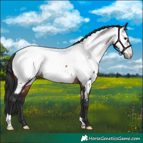 Horse Color:Brown Appaloosa 